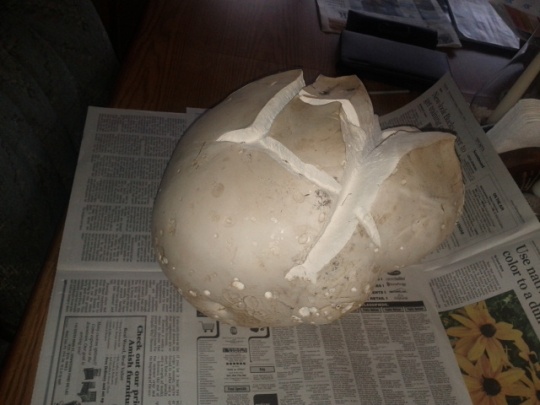 Giant Puffball.  This one was as big as a soccer ball.